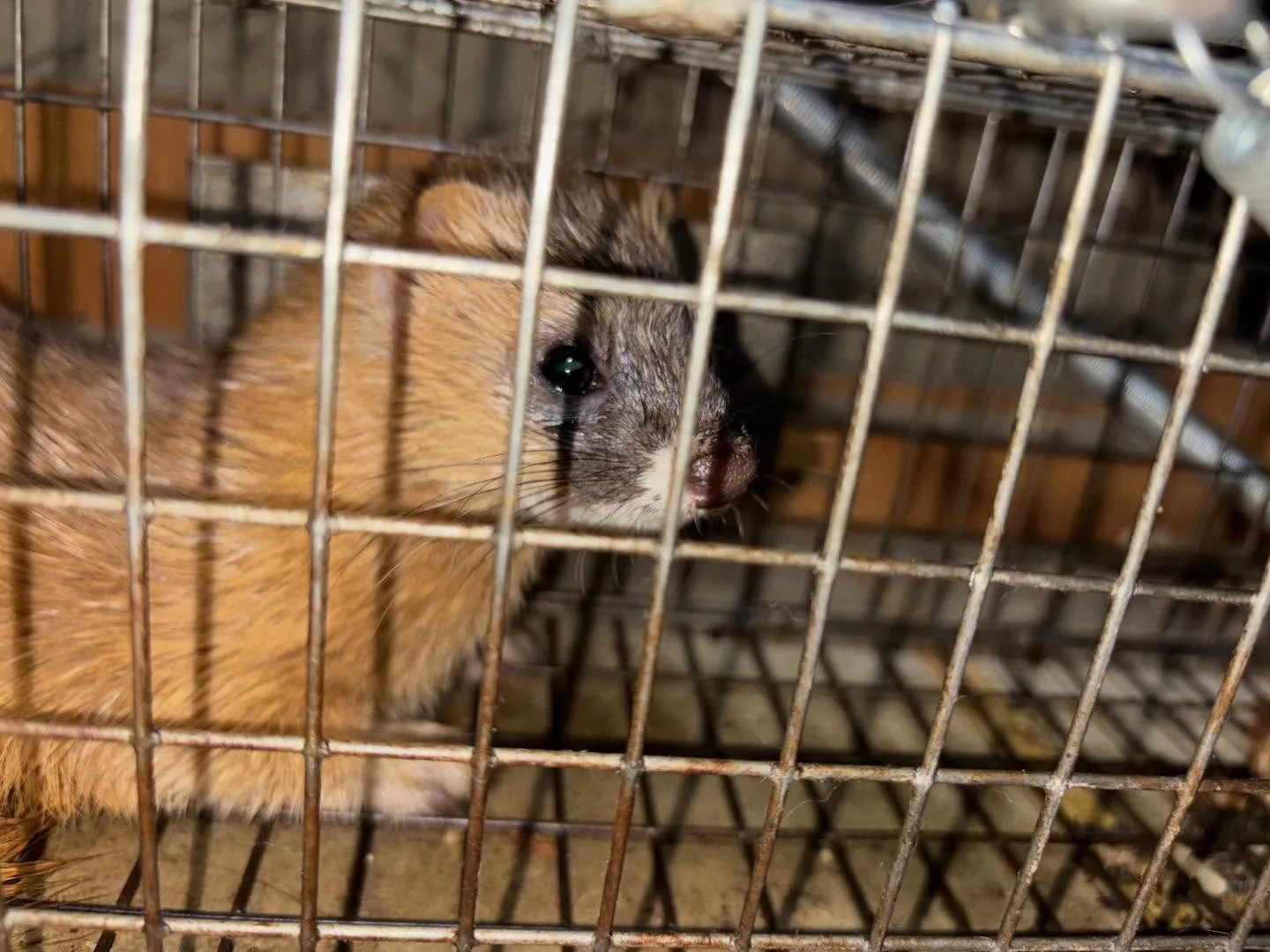 イタチを捕獲いたしました‼️