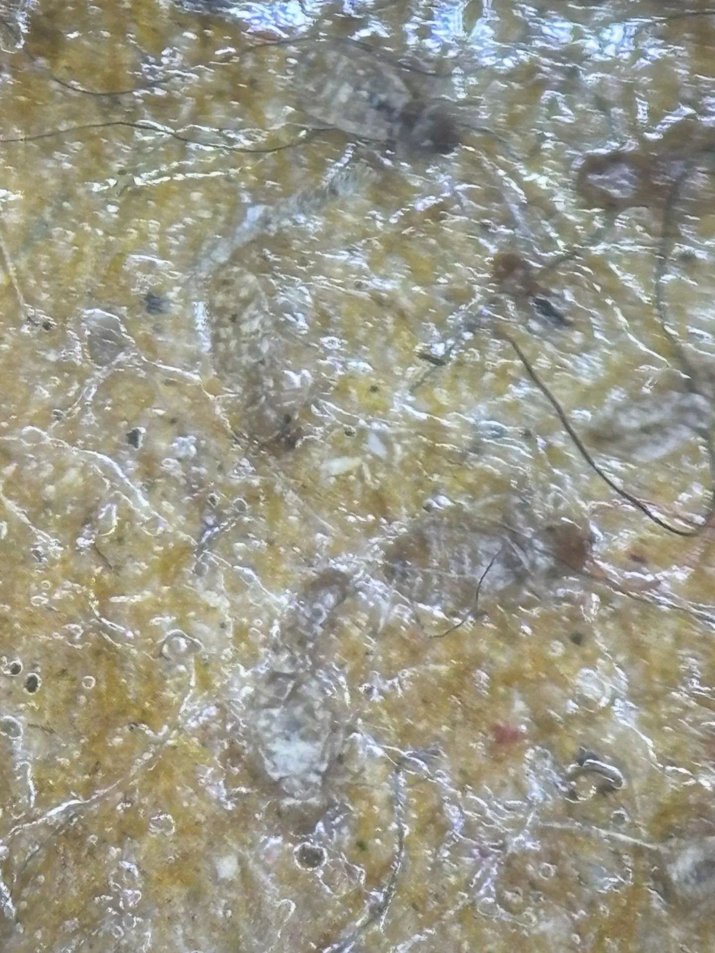 歩行性トラップの小型の虫たちです。