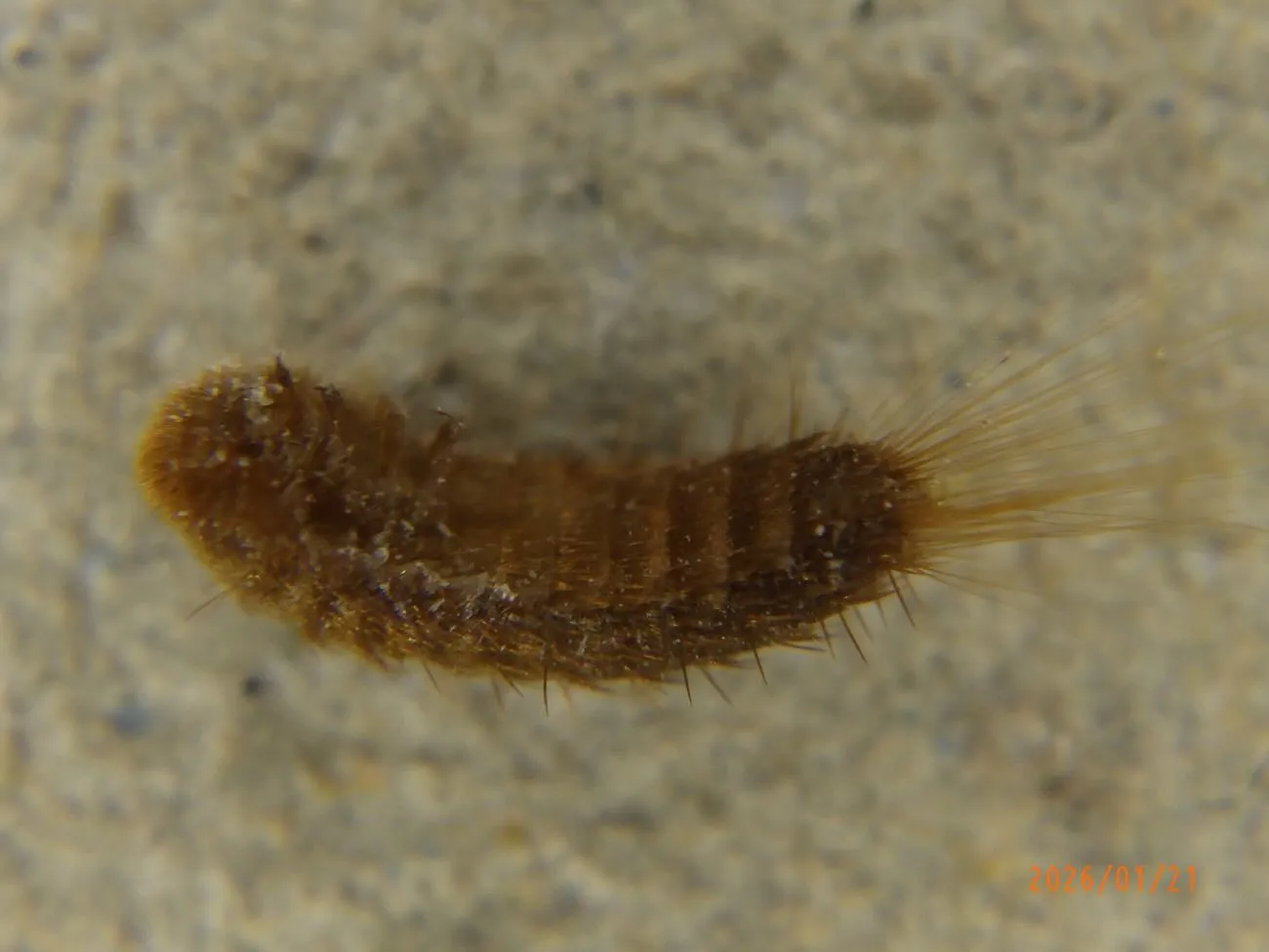 ヒメカツオブシムシの幼虫による衣類(ウール、絹など)、絨毯、...